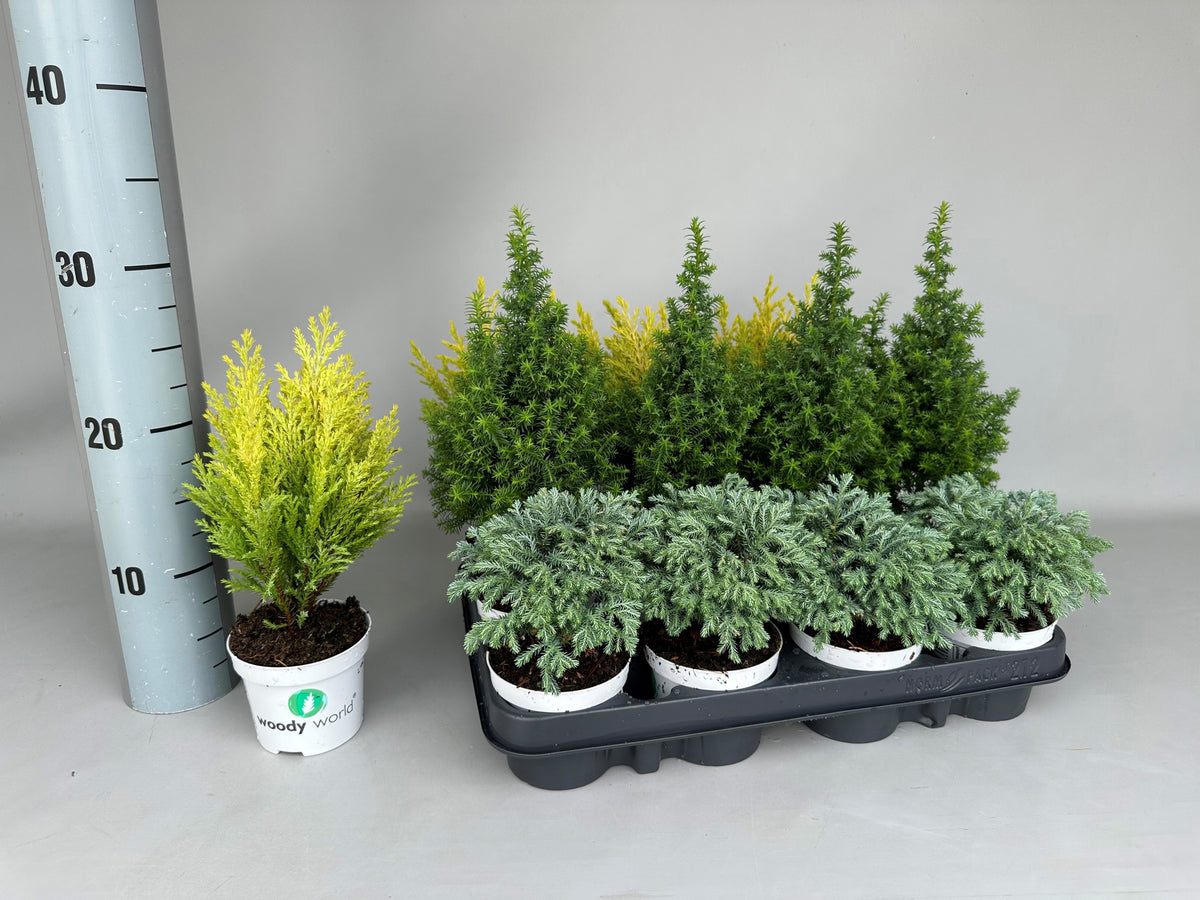 Chamaecyparis Woody World 20cm 9cm Pot