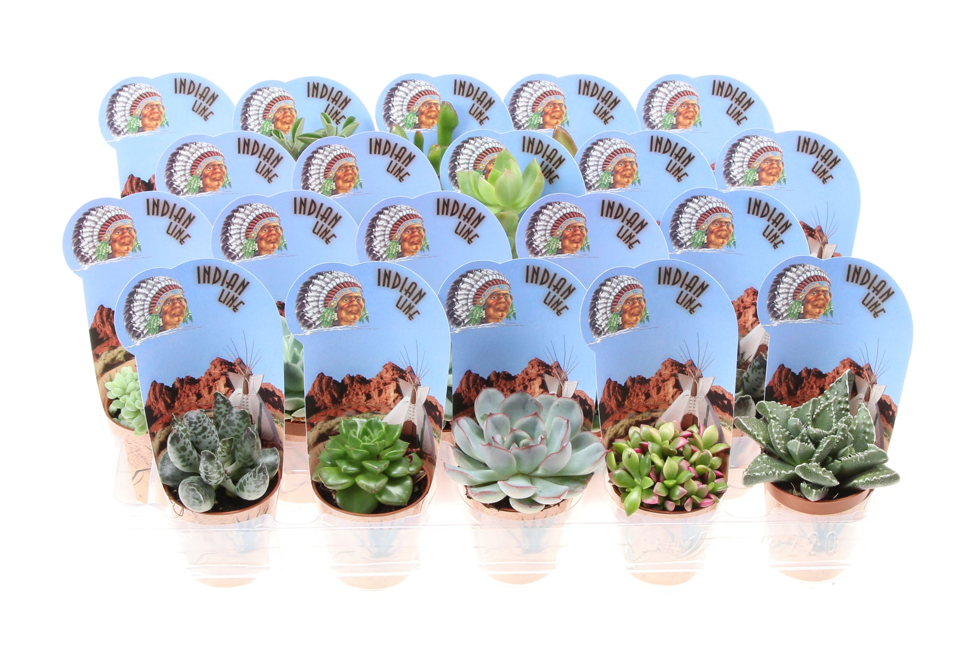 Potcover indian line succulent mix 8cm 505cm Pot
