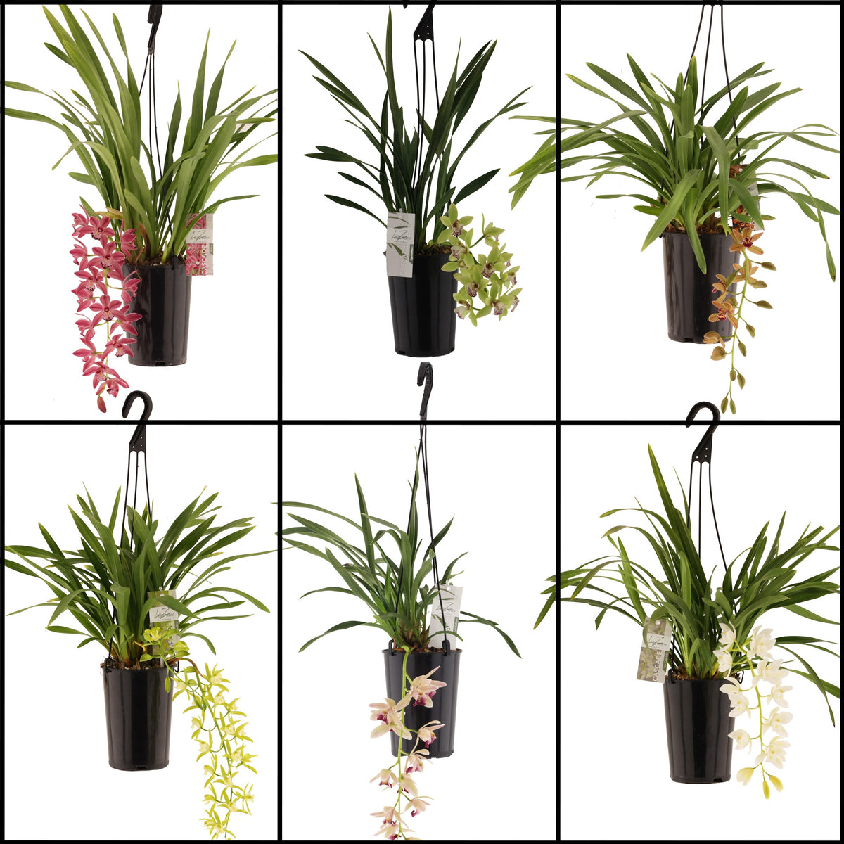 Cymbidium 60cm 14cm Pot
