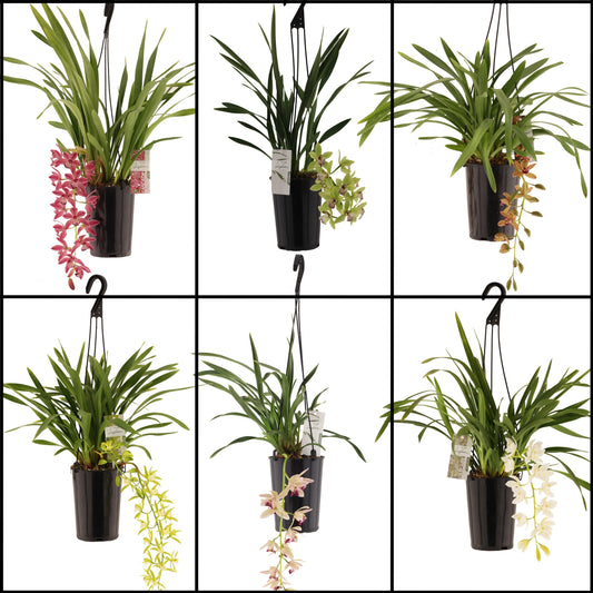 Cymbidium 60cm 14cm Pot