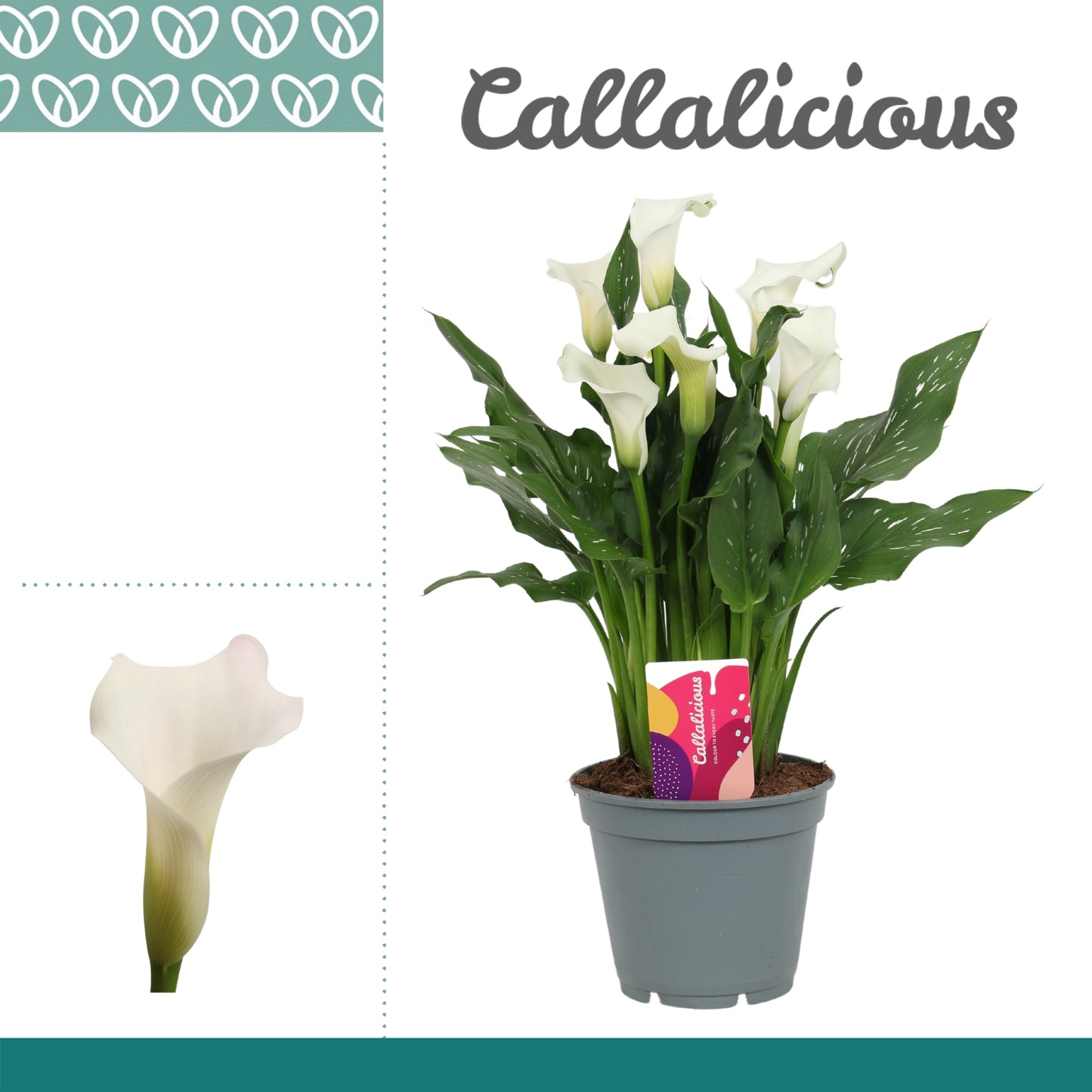 Zantedeschia Fresco 44cm 17cm Pot
