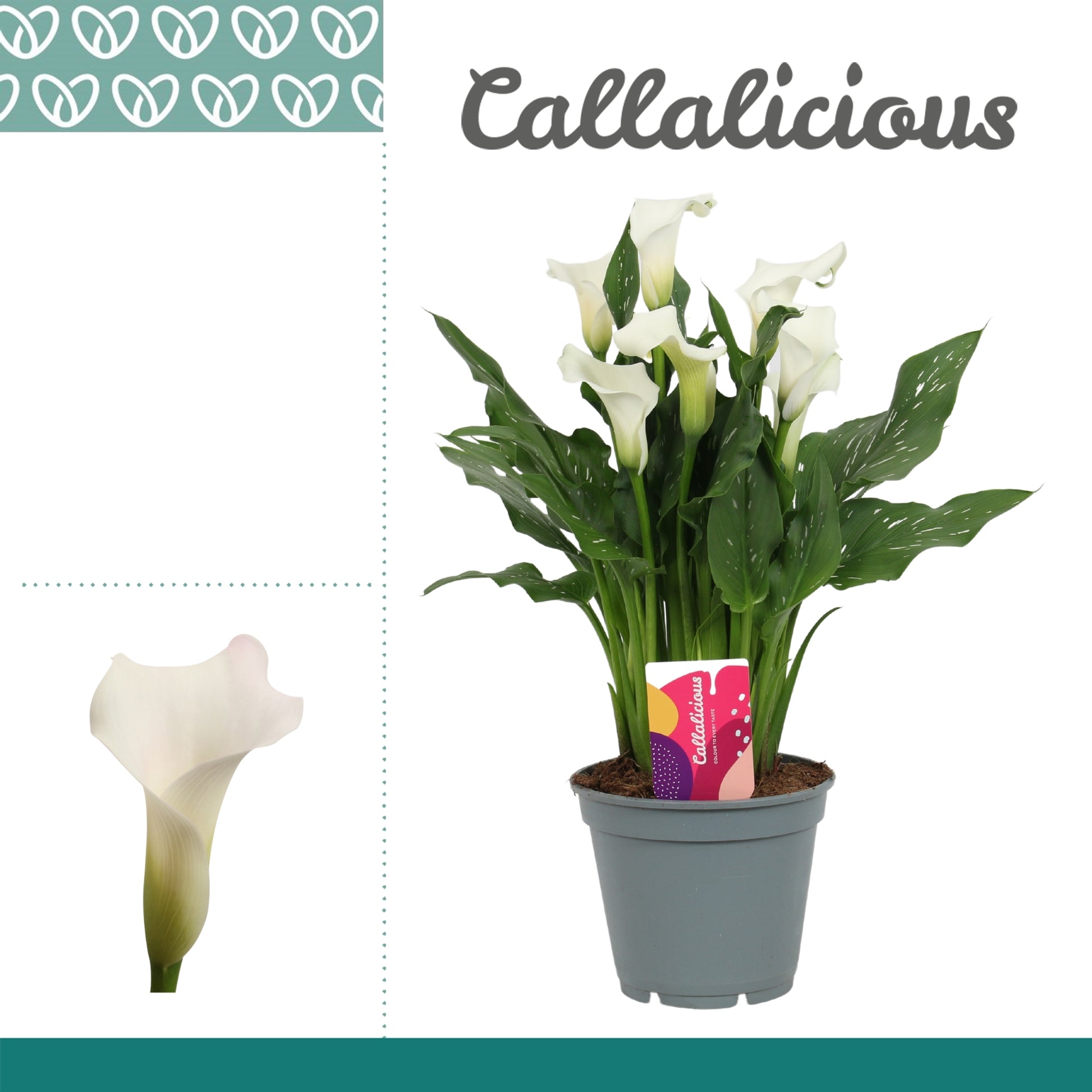 Zantedeschia Fresco 44cm 17cm Pot