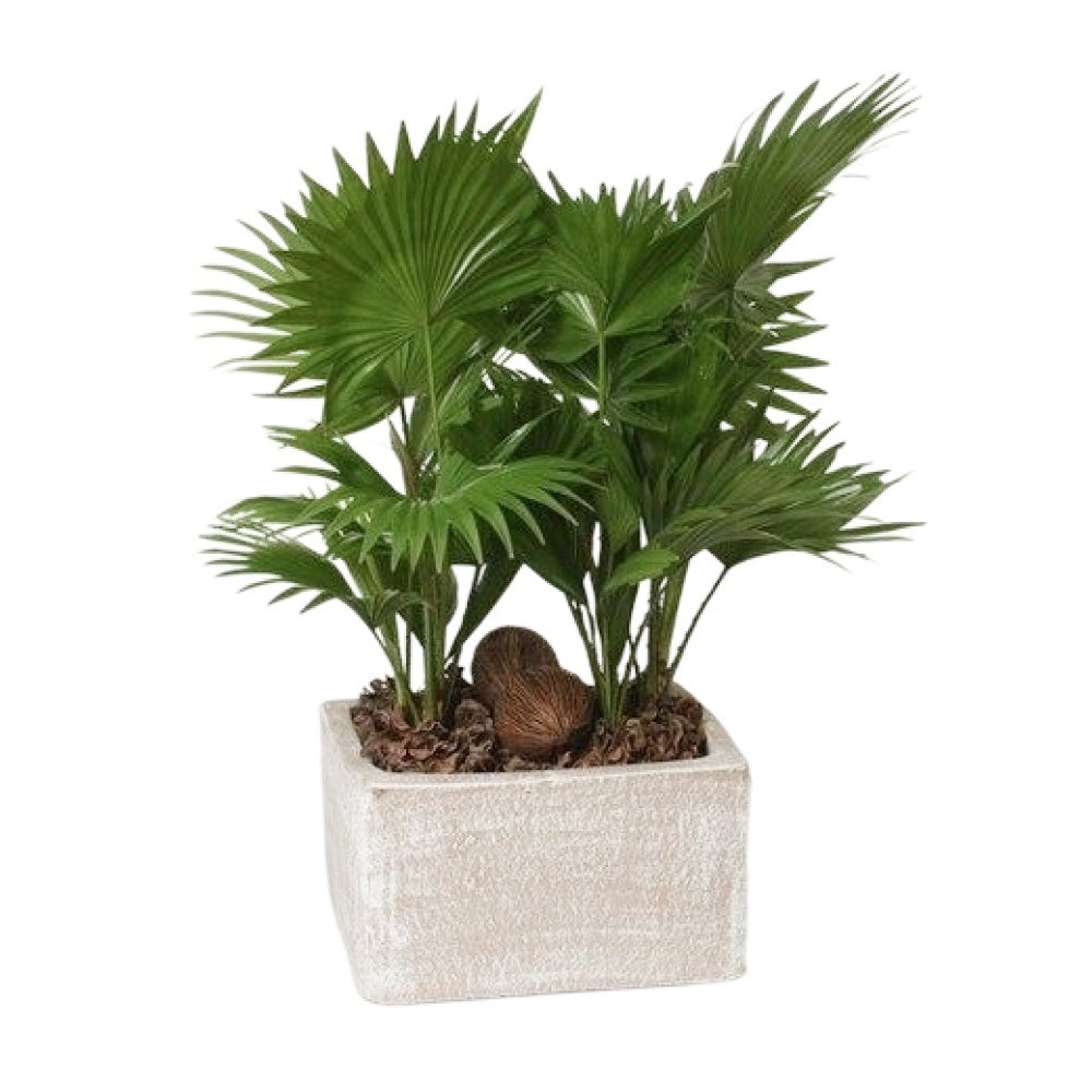 Livistona rotundifolia 55cm 26cm Pot