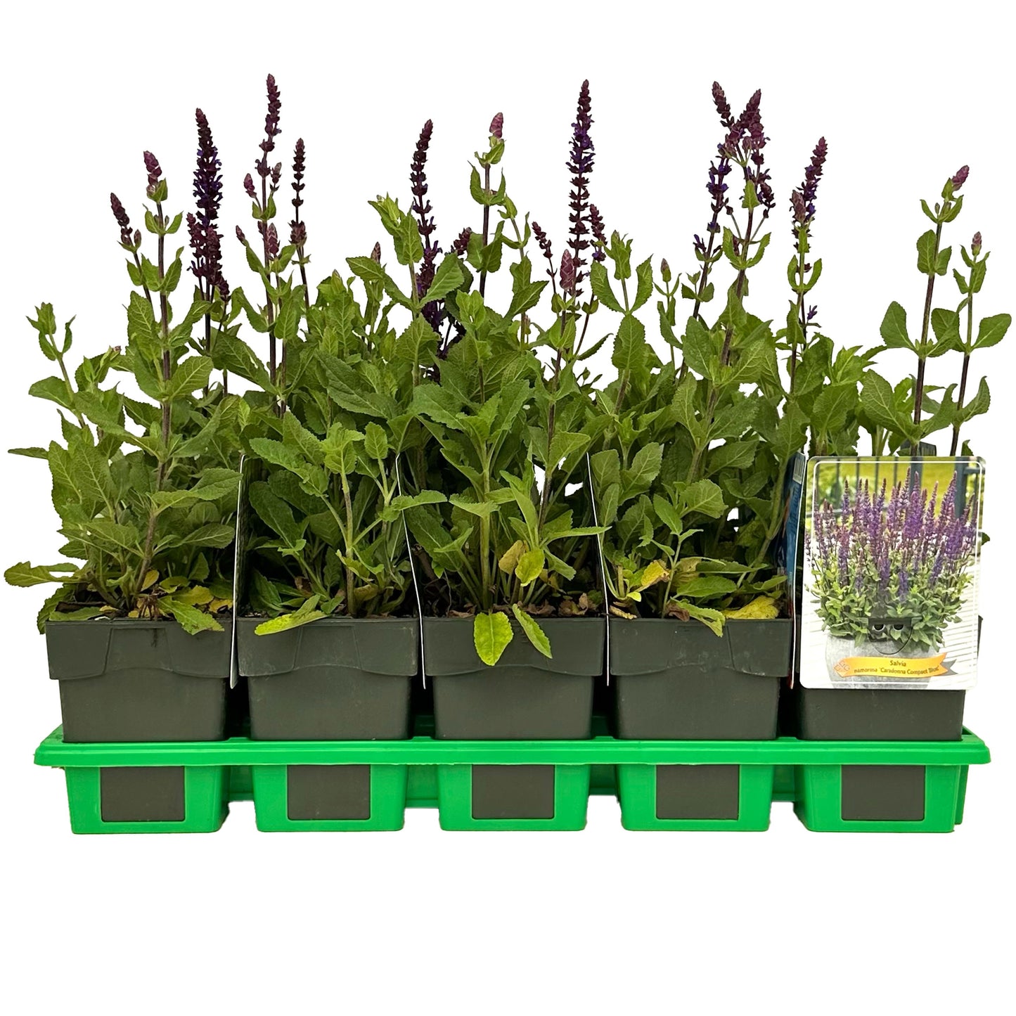 Salvia nemorosa mix 25cm 11cm Pot