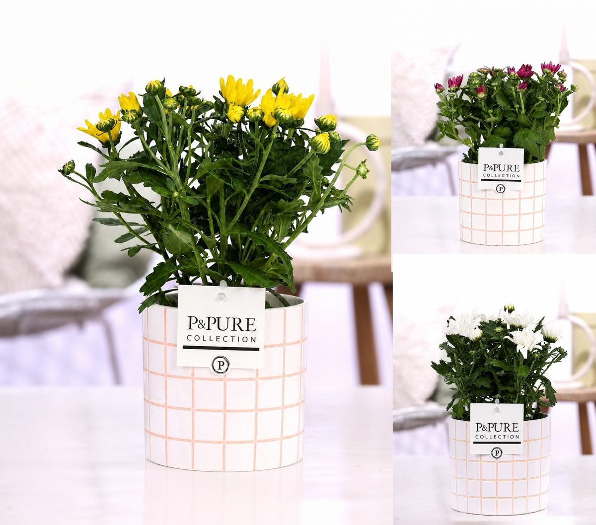 Chrysanthemum double mix 25cm 12cm Pot