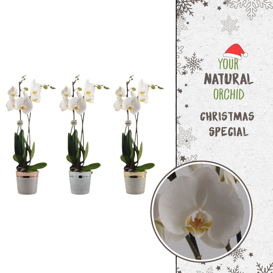 Phalaenopsis Nottingham 65cm 12cm Pot