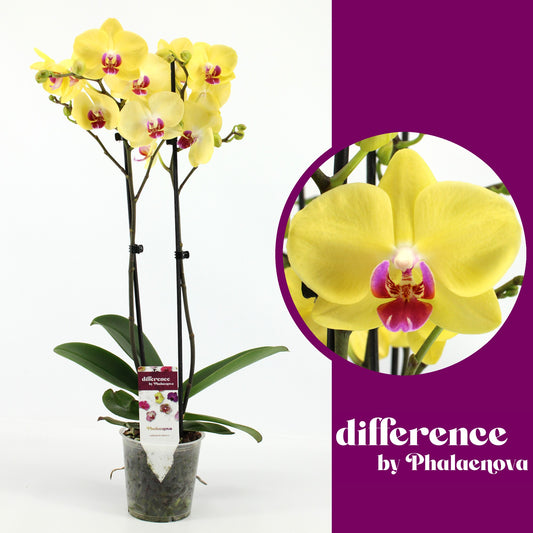 Phalaenova Phalaenopsis Limelight Pack of 10