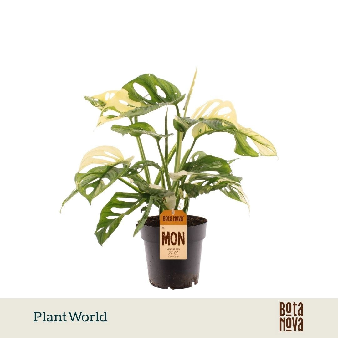 Monstera Monkey Leaf 25cm 14cm Pot