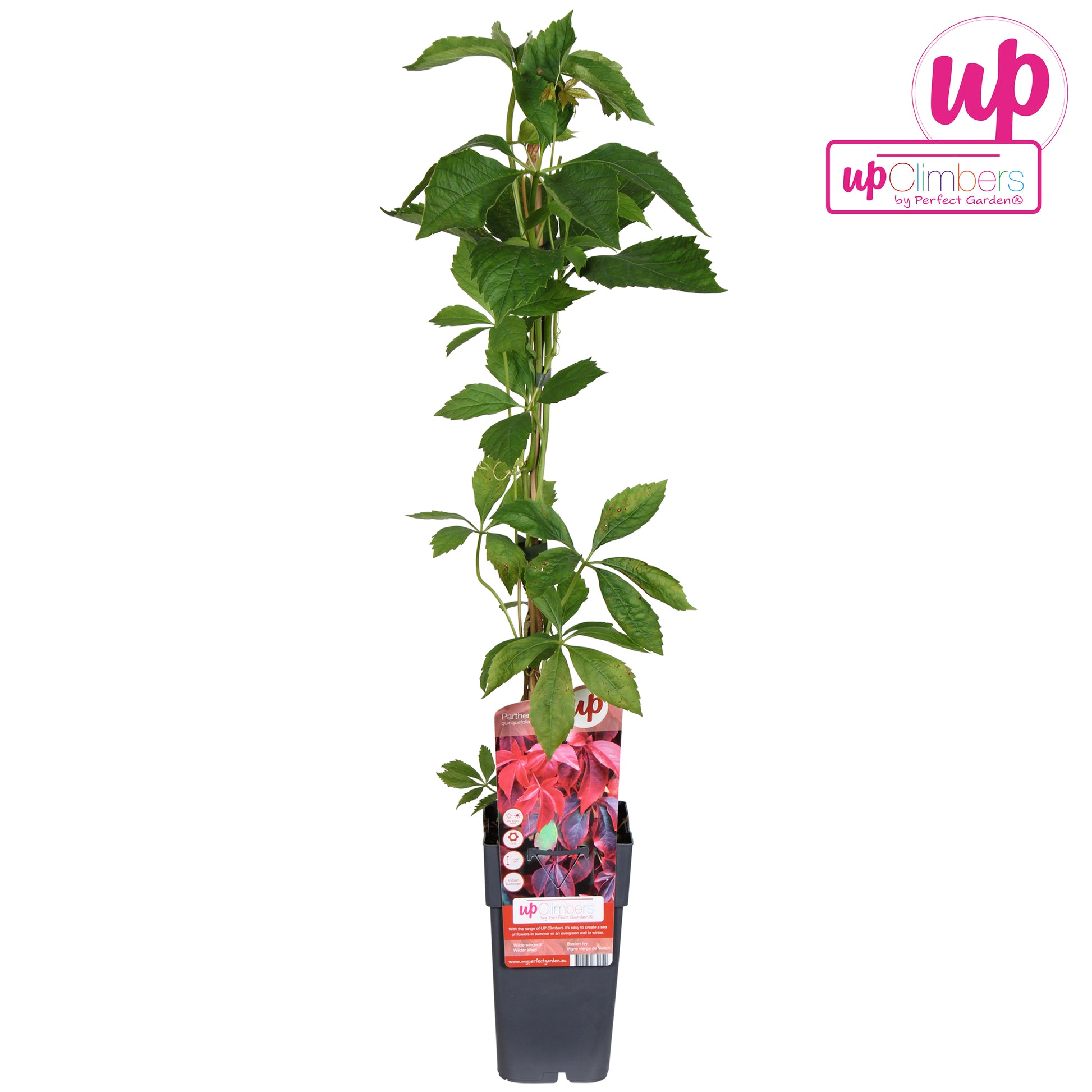 Parthenocissus quinquefolia 65cm 15cm Pot