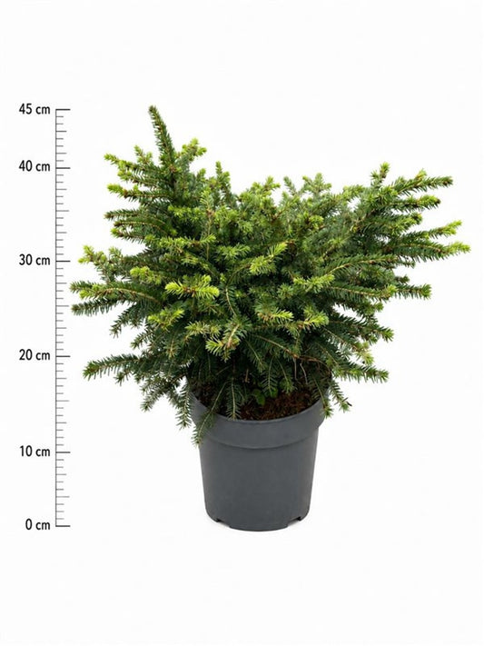 Picea ab. Nidiformis 45cm 23cm Pot