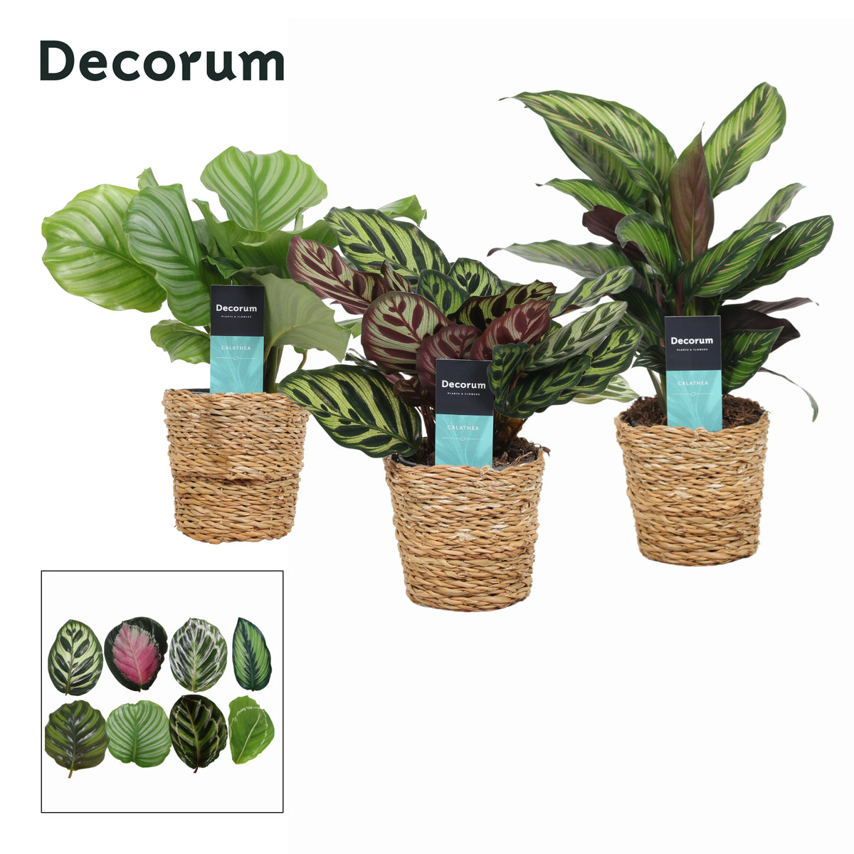 Calathea Hybrid 35cm 12cm Pot