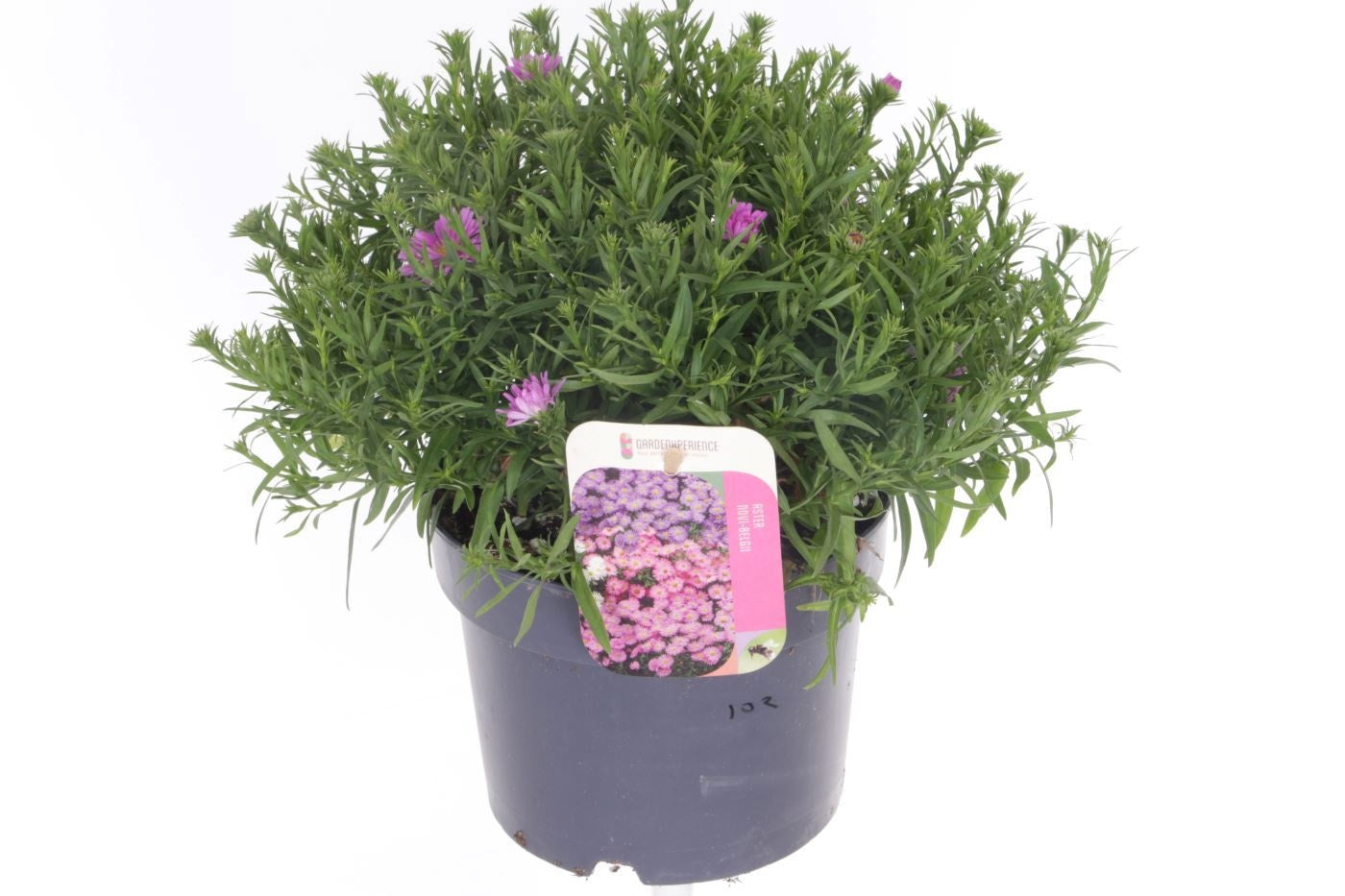 Noordpoel BV, Kw. de Aster mix Pack of 6
