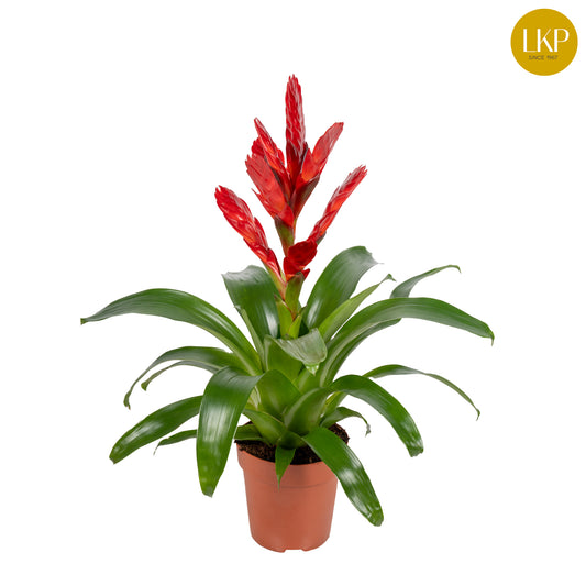 Vriesea Venga 45cm 12cm Pot