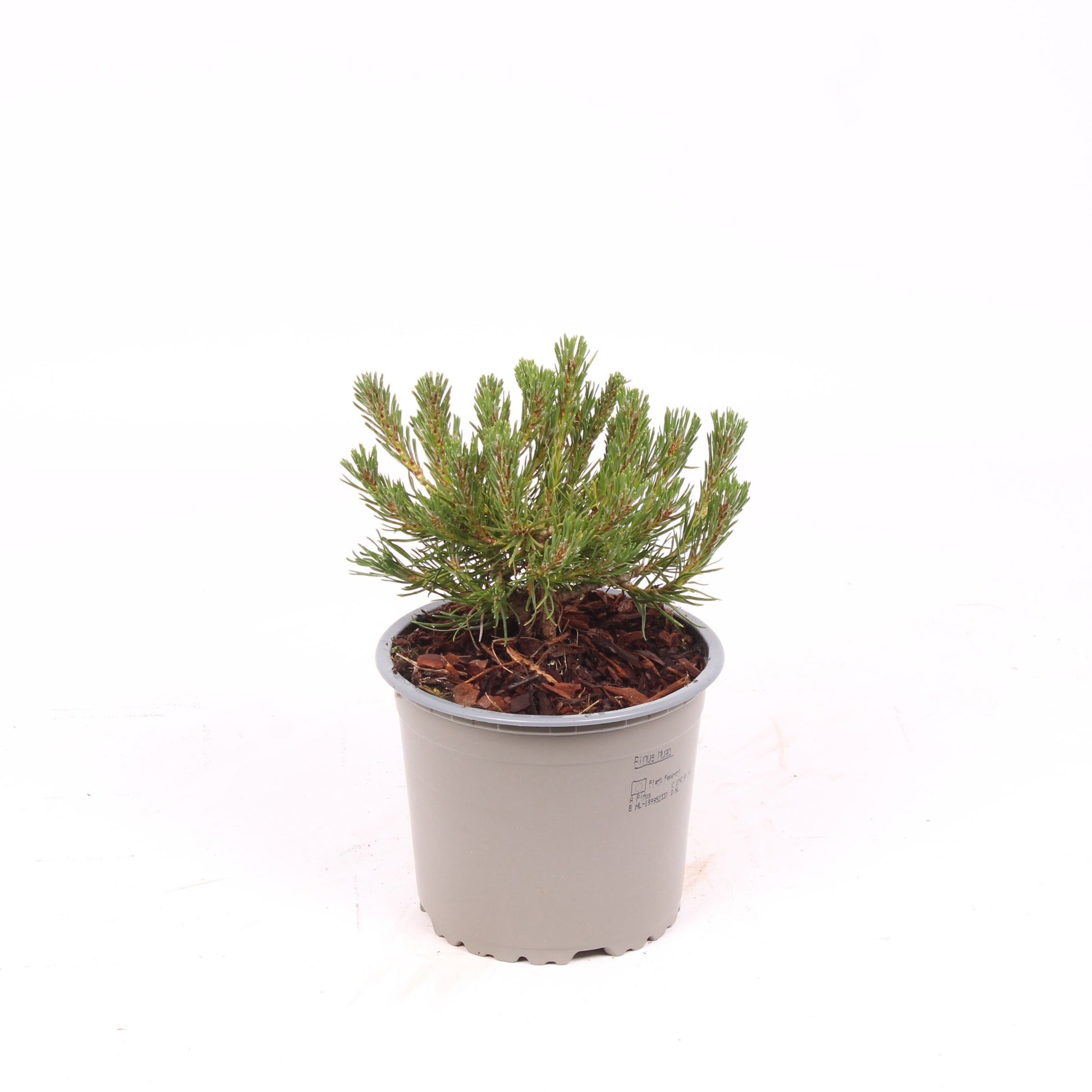 Pinus mugo pumilio 15cm 13cm Pot