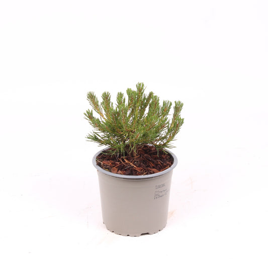 Pinus mugo pumilio 15cm 13cm Pot