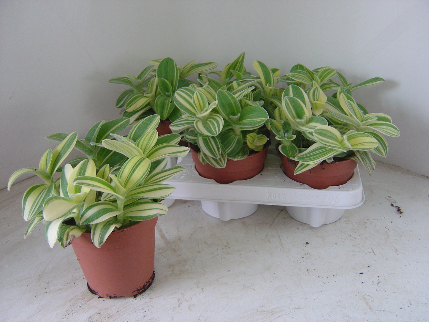 Tradescantia zebrina 12cm Pot