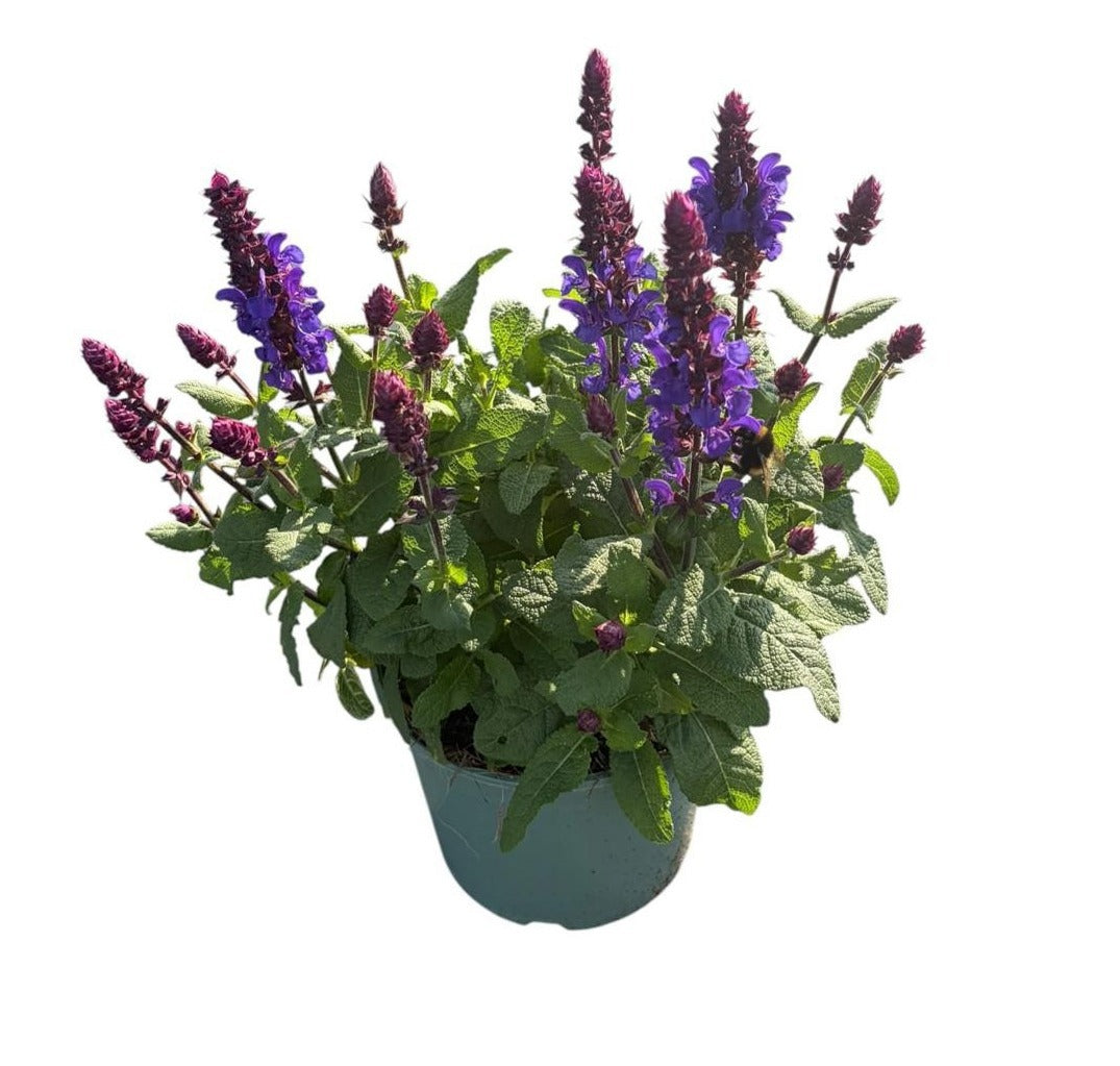 Salvia nemorosa 50cm 17cm Pot