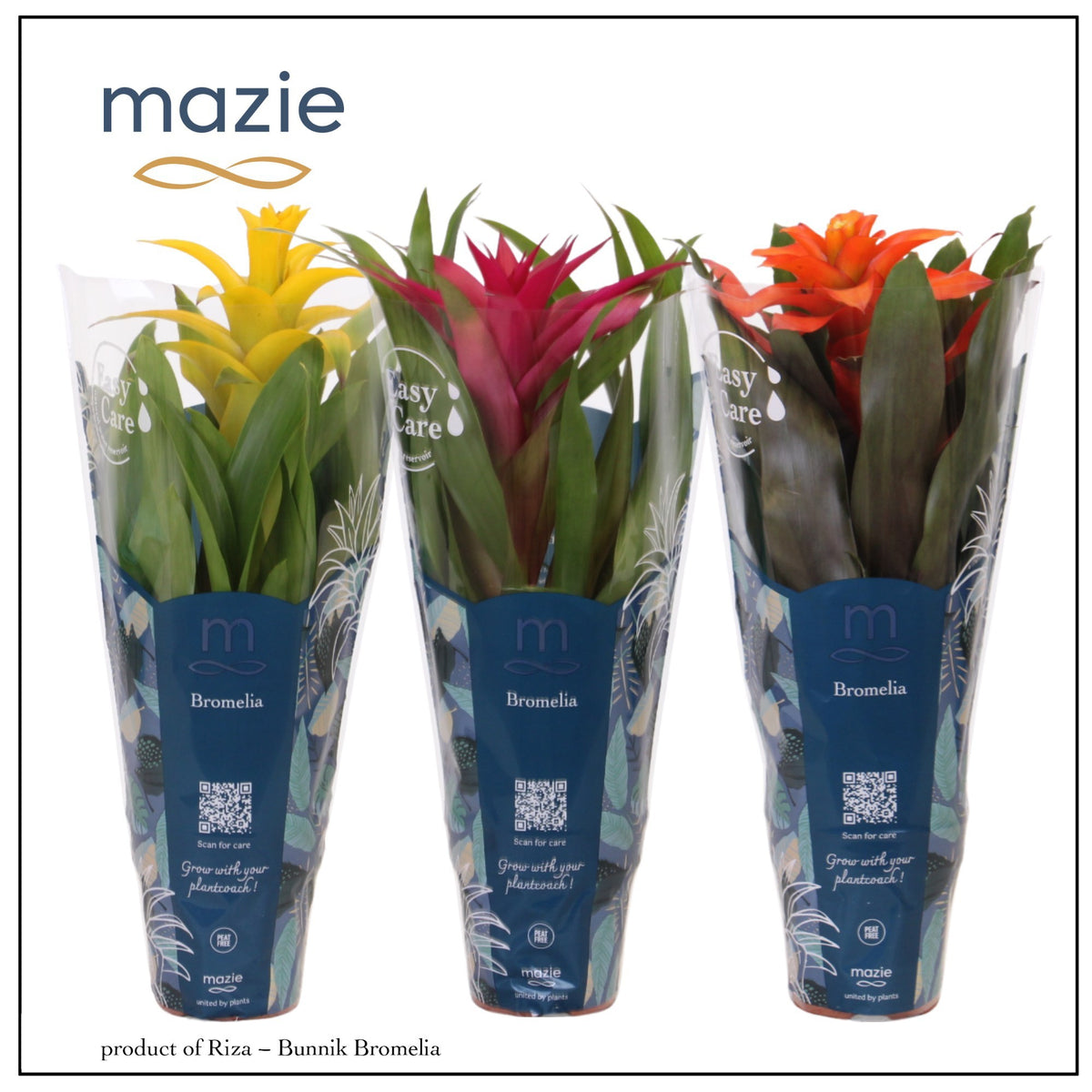 Guzmania mix 45cm 12cm Pot