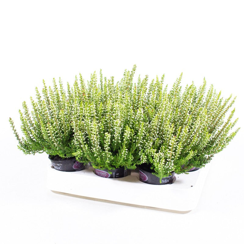 Calluna Garden Girls white 10cm 6cm Pot