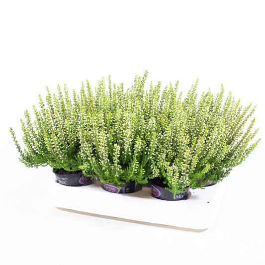 Calluna Garden Girls white 10cm 6cm Pot