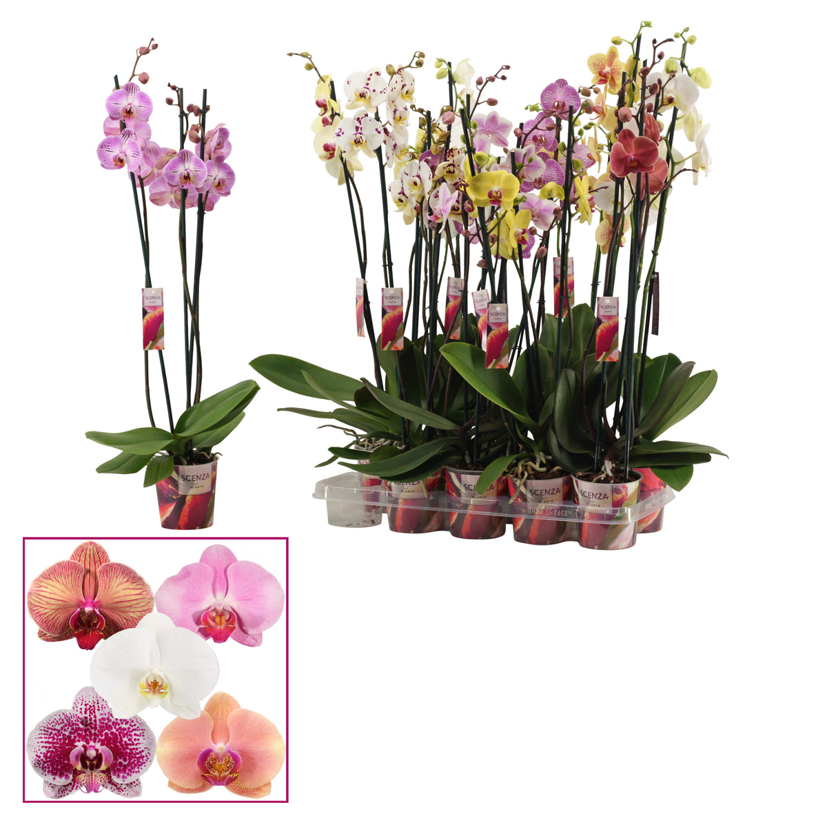 Phalaenopsis mix 75cm 12cm Pot