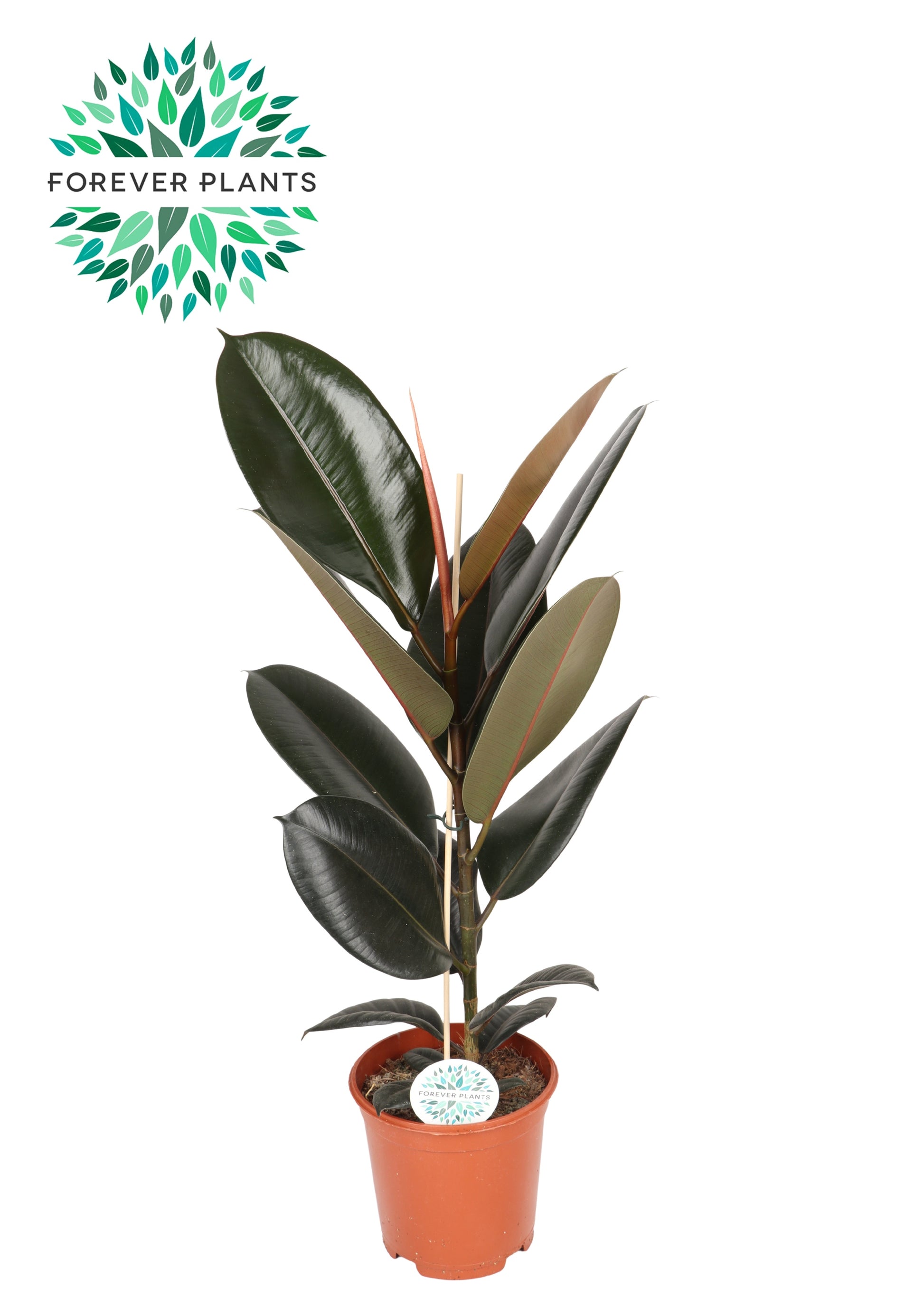 Ficus Abidjan 85cm 21cm Pot