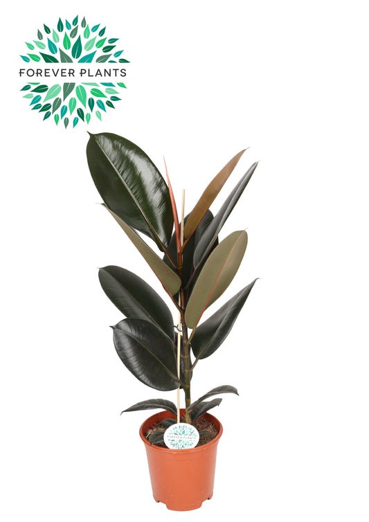 Ficus Abidjan 85cm 21cm Pot