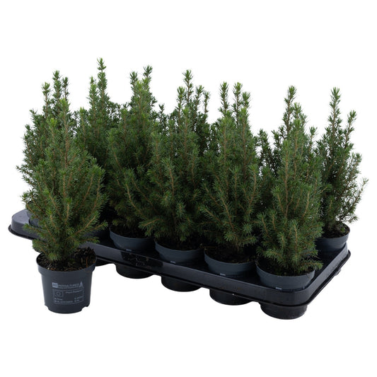 Picea glauca Perfecta 26cm 9cm Pot