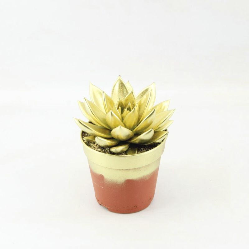 Echeveria Miranda 15cm 12cm Pot