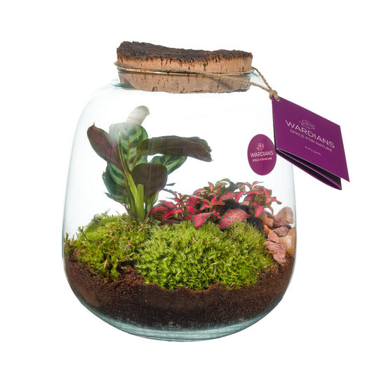 arr. Terrarium 26cm 19cm Pot