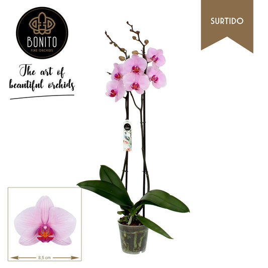 Phalaenopsis Washington 75cm 12cm Pot