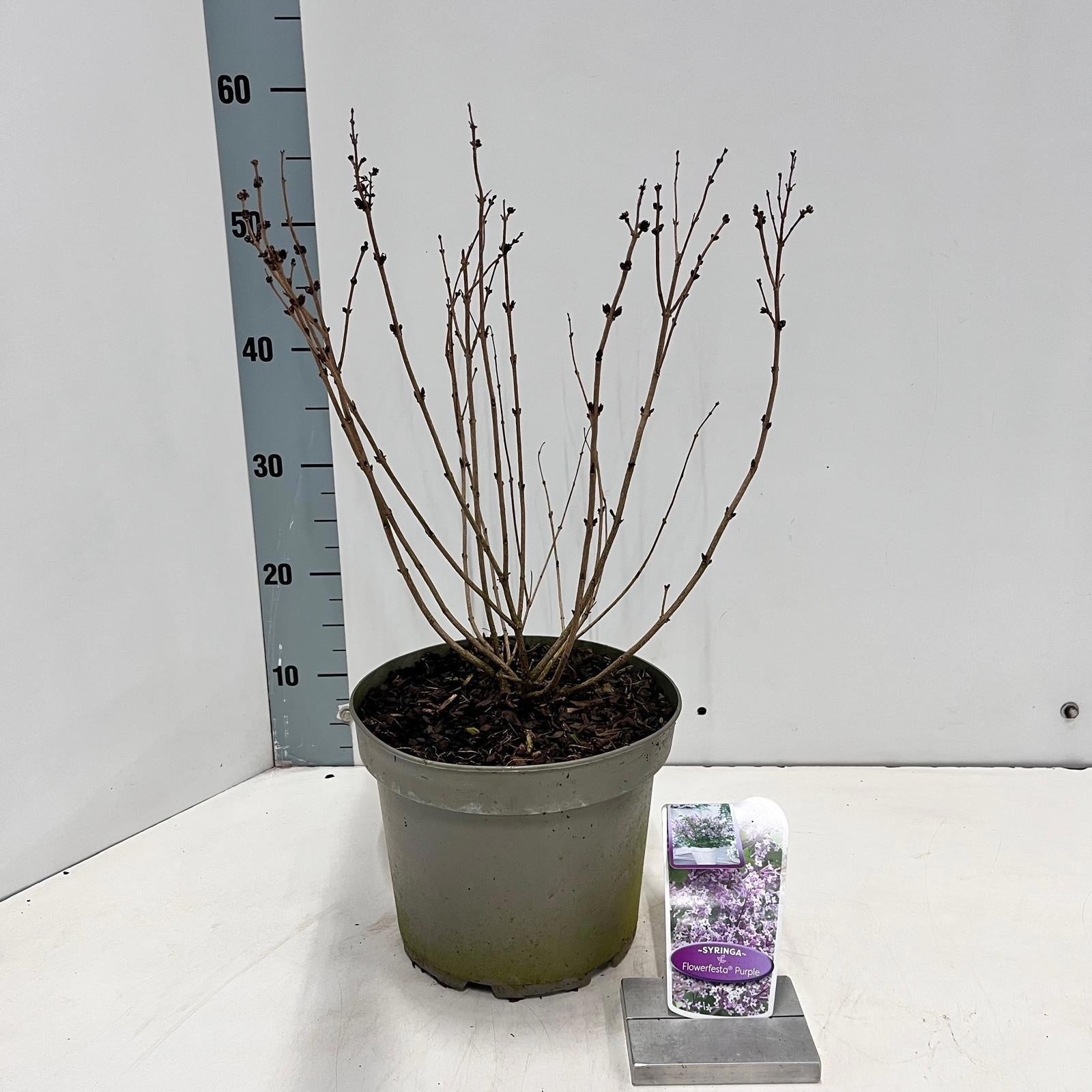 Syringa Meyeri mix 60cm 23cm Pot