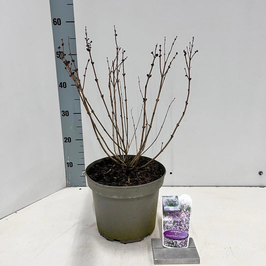 Syringa Meyeri mix 60cm 23cm Pot