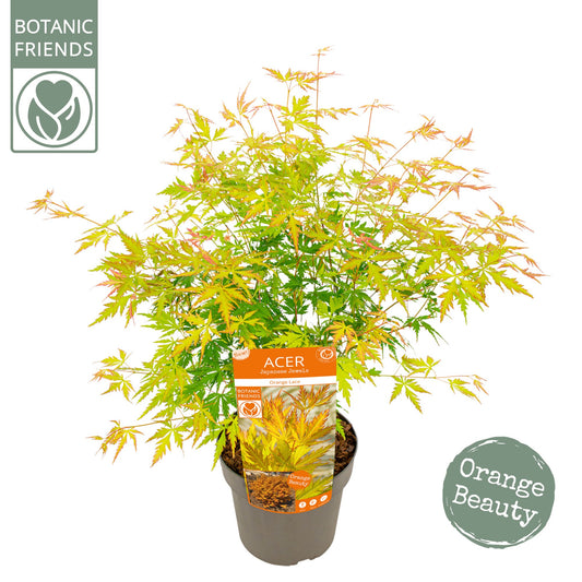 Acer Orange Lace 65cm 19cm Pot