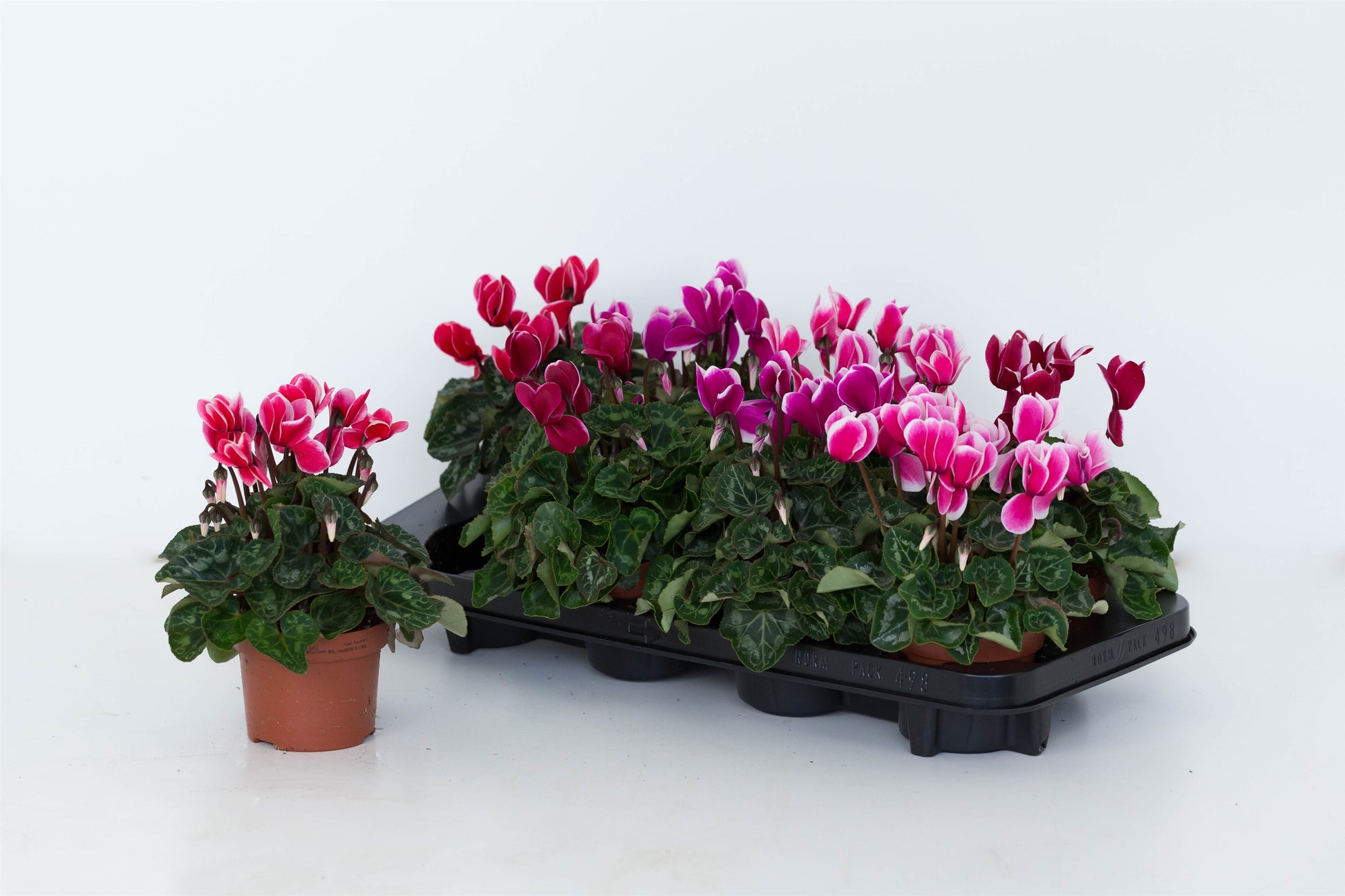 Valk, B. van der Cyclamen Allure Fuji Pack of 8