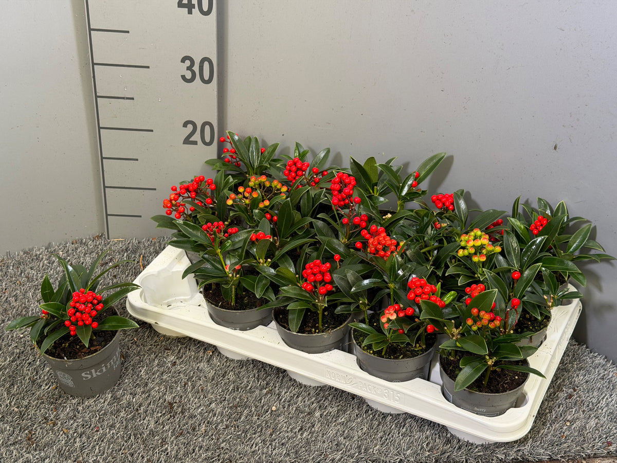 Skimmia japonica 15cm 10.5cm Pot