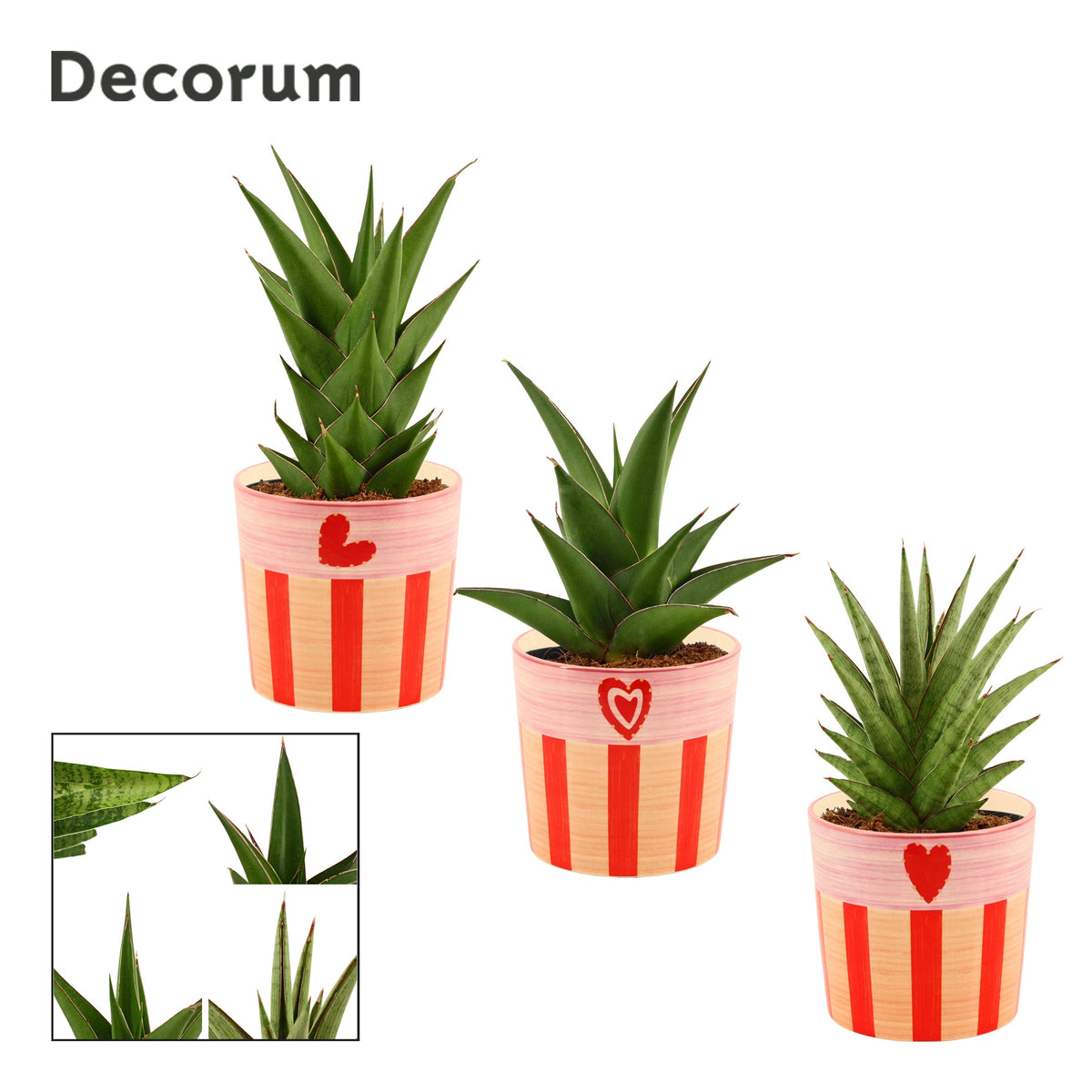 Sansevieria 25cm 12cm Pot