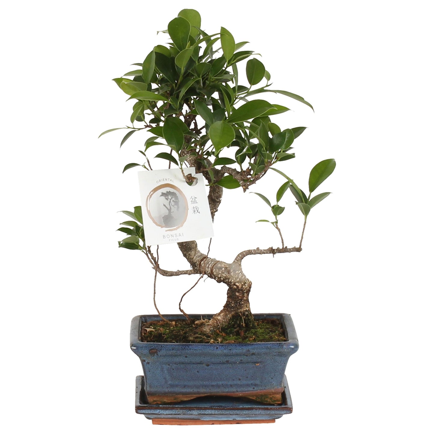 Bonsai Mix 20cm 15cm Pot