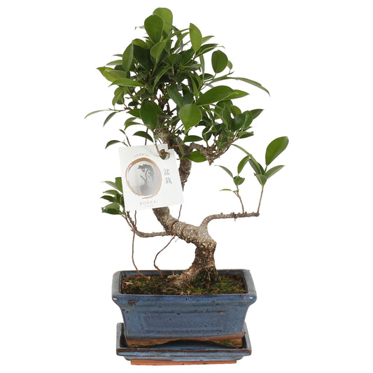Bonsai Mix 20cm 15cm Pot