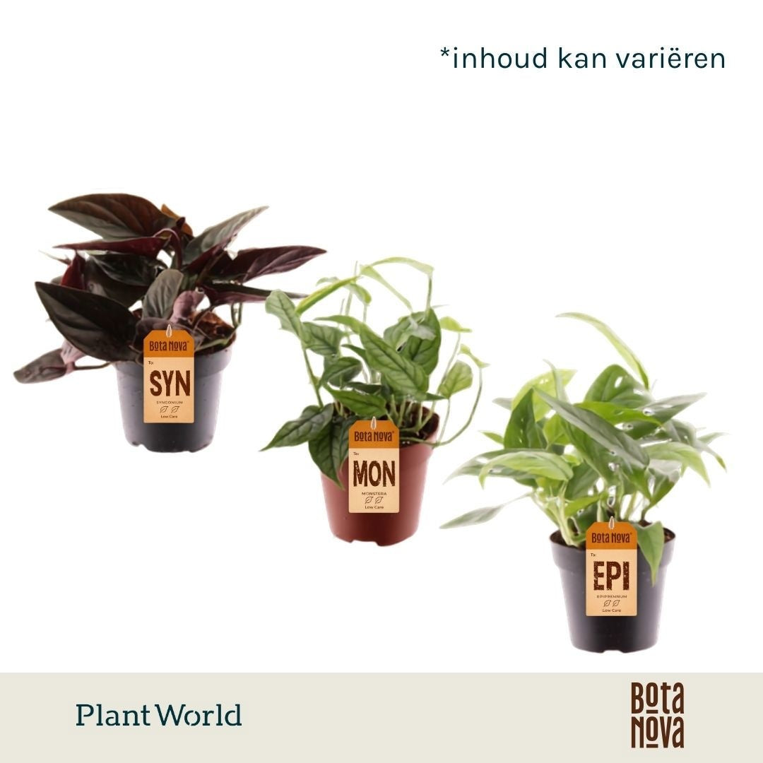 Foliage houseplants mix 30cm 12cm Pot