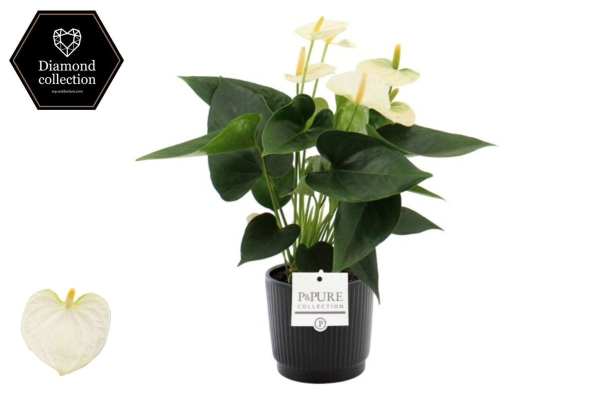 Anthurium Cocos in Christmas sleeve 40cm 12cm Pot