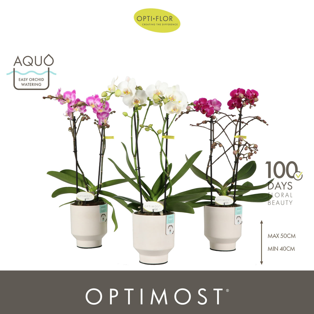 Phalaenopsis mix 45cm 12cm Pot