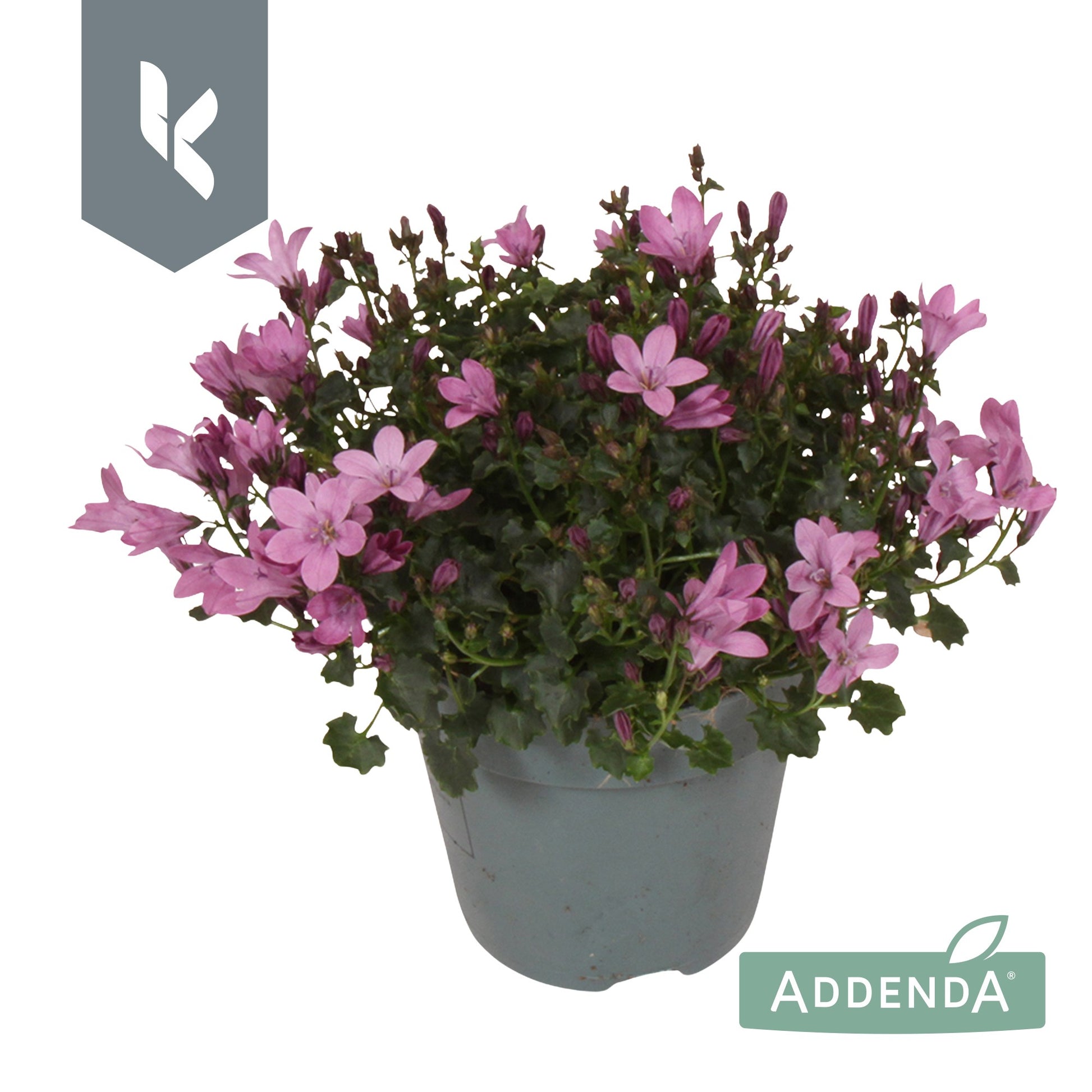 Campanula Ambella pink 22cm 510cm Pot
