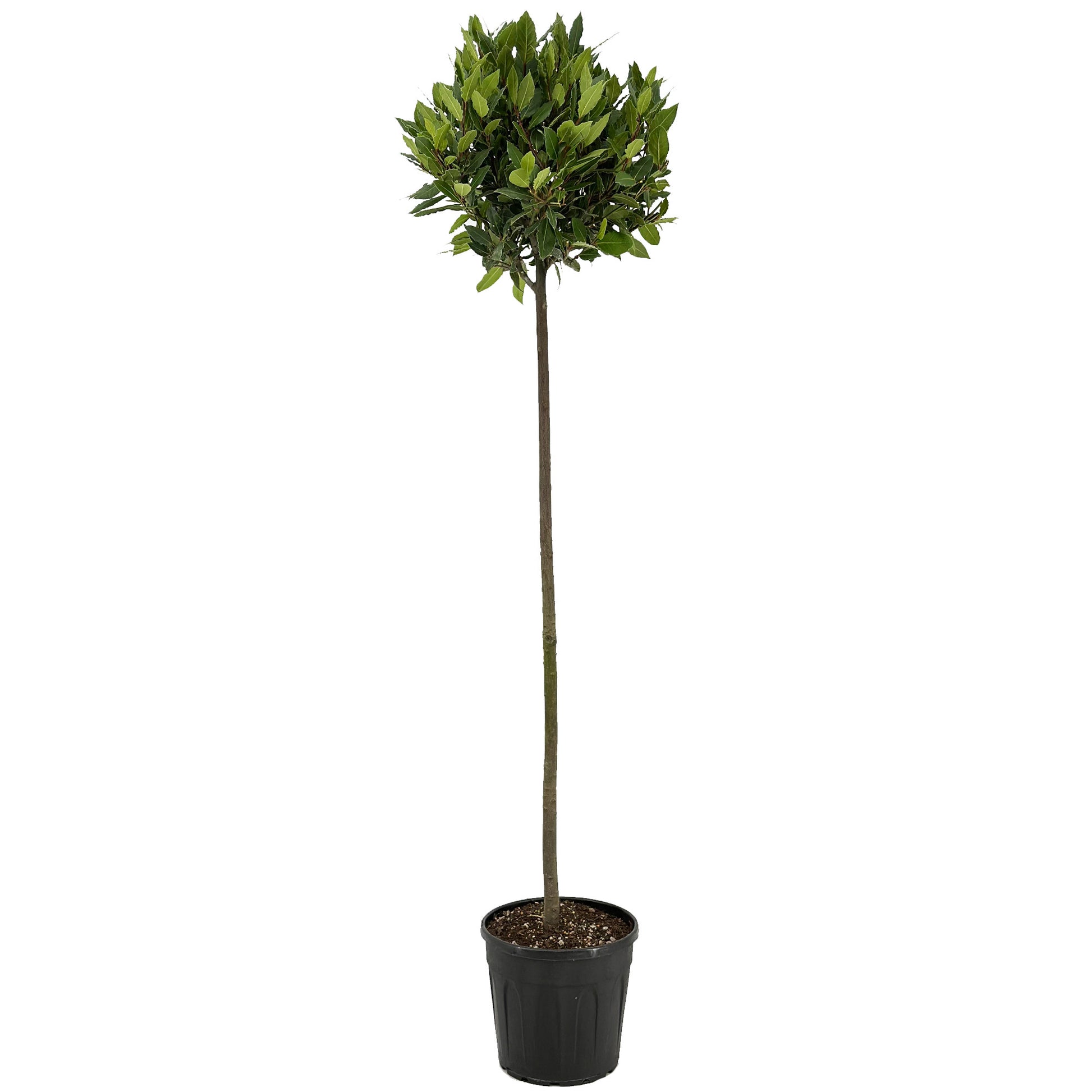 Laurus nobilis 160cm 25cm Pot