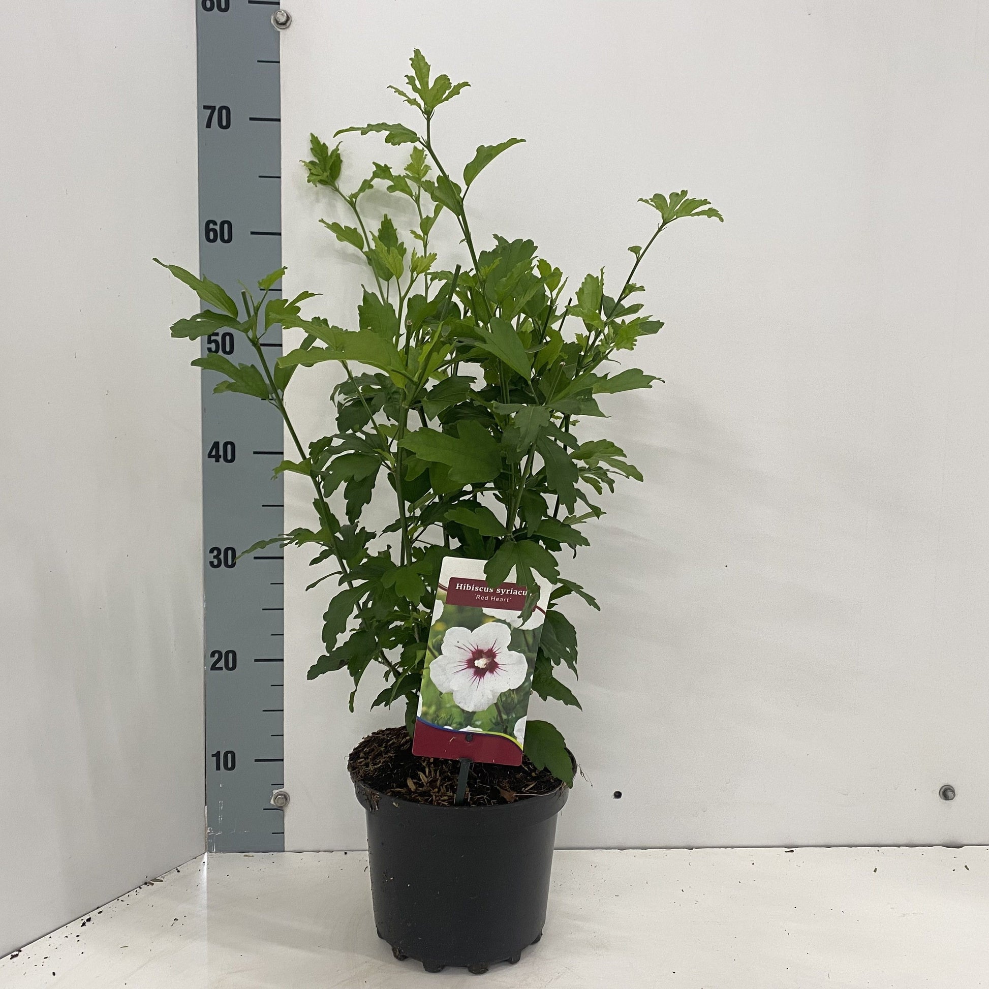 Hibiscus syriacus Red Heart 40cm 19cm Pot