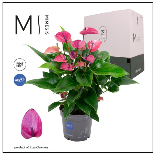 Riza Karma Plants Anthurium Karma Purple Pack of 6