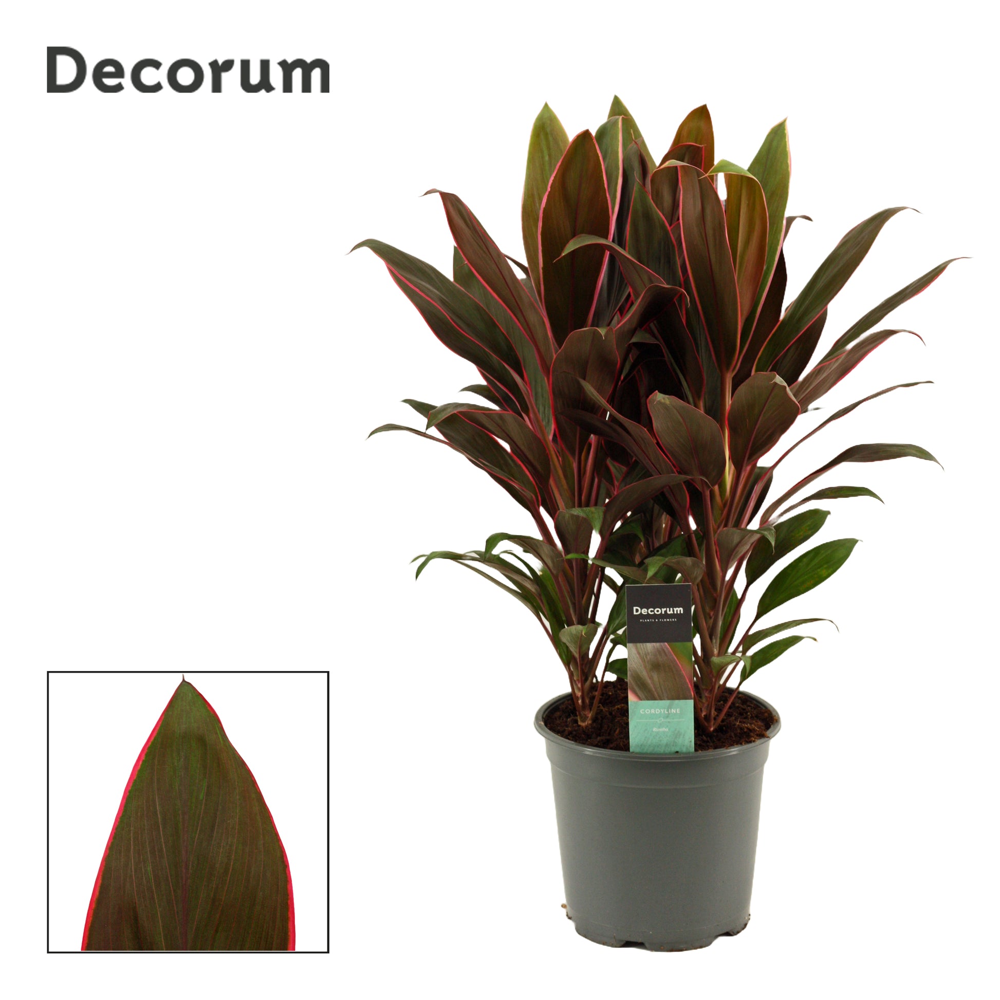 Duijn-Hove BV, kwekerij Cordyline frut. Rumba Pack of 3
