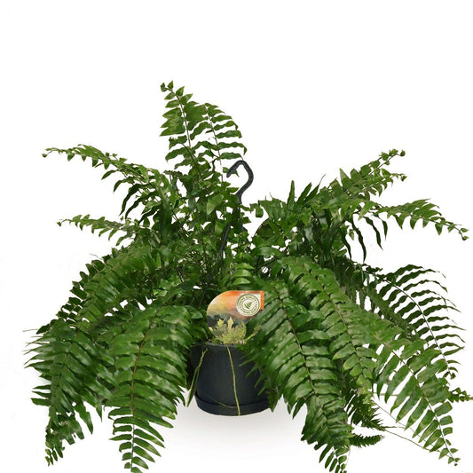 Nephrolepis exaltata 100cm 20cm Pot