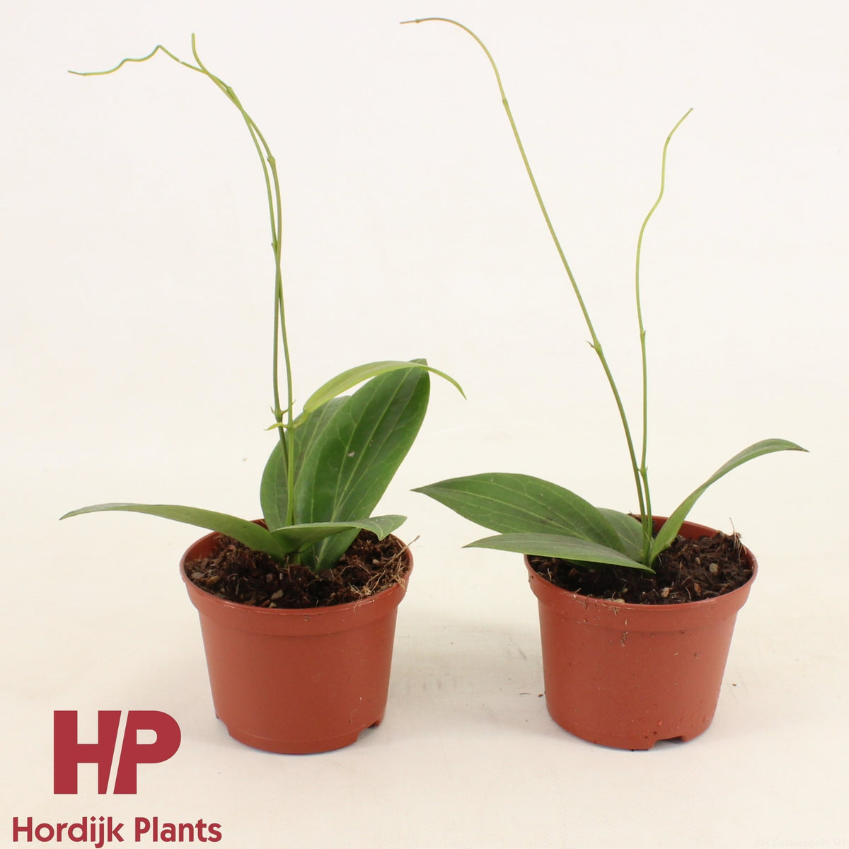 Hoya australis 20cm 9cm Pot
