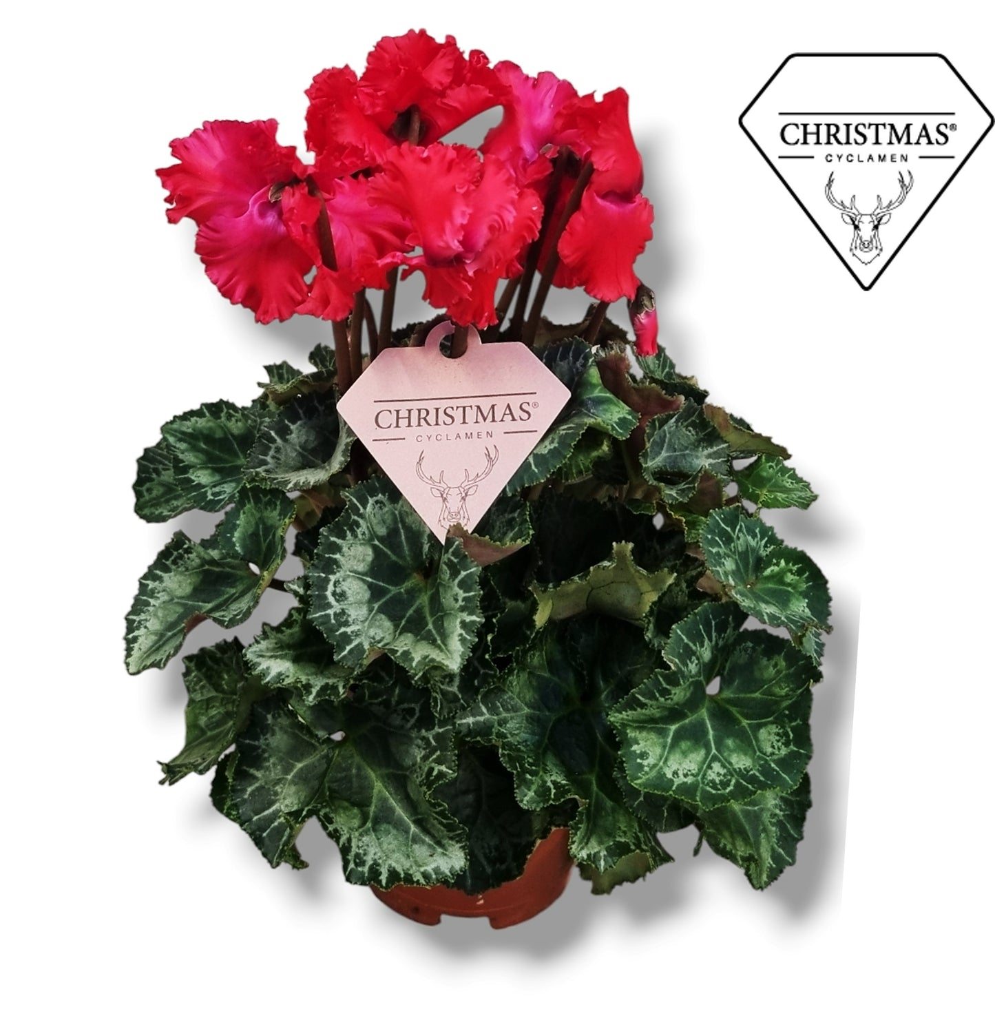 Cyclamen Merengue red 20cm 10.5cm Pot
